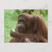 Comer Orangutan