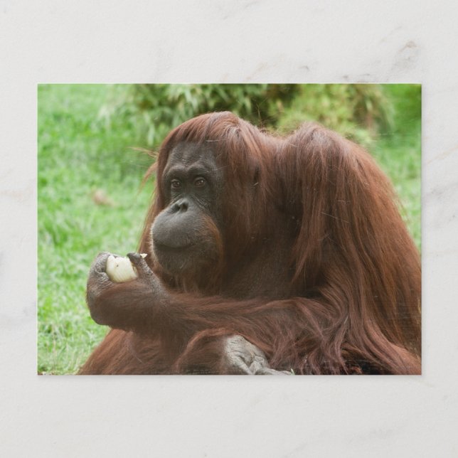 Postal Comer Orangutan (Anverso)