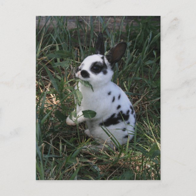 Postal Comer verdes (Anverso)