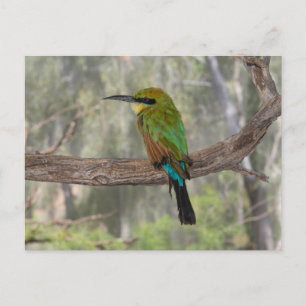 Postal Cometa bee-eater pájaro, Australia