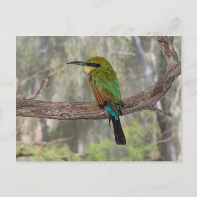 Postal Cometa bee-eater pájaro, Australia (Anverso)