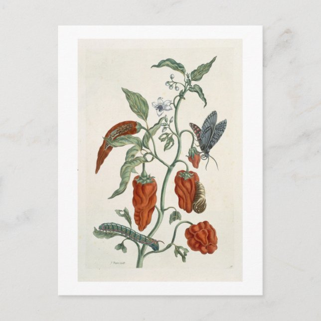 Postal Comfrey, de A Curious Herbal, 1782 (eng color) (Anverso)