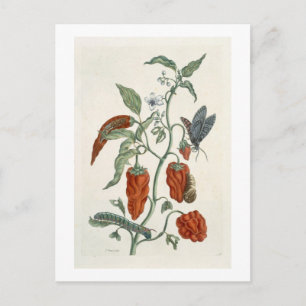 Postal Comfrey, de A Curious Herbal, 1782 (eng color)