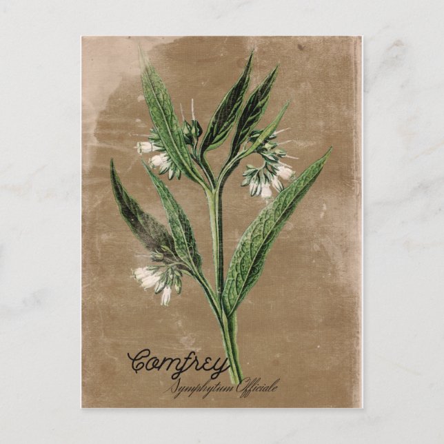 Postal Comfrey Postcard (Anverso)