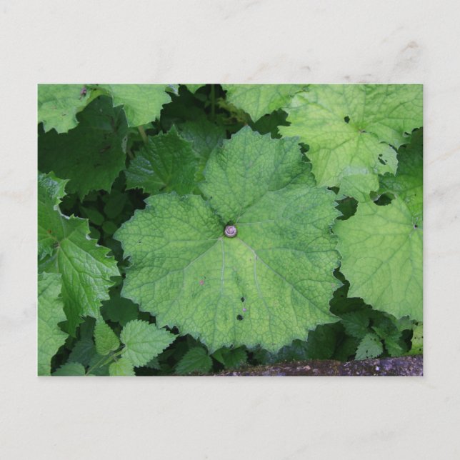 Postal Comfy Snail (Anverso)