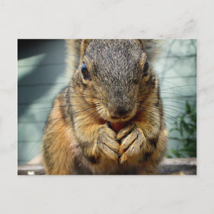 Postal Comida de ardilla 1