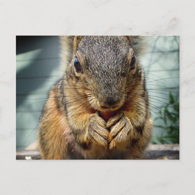 Postal Comida de ardilla 1 (Anverso)