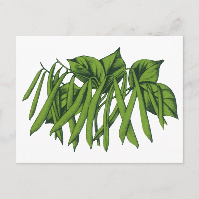 Postal Comida de época, frijoles verdes orgánicos (Anverso)