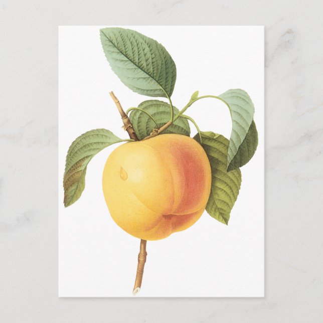 Postal Comida de fruta de época, Calville Apple de Redout (Anverso)