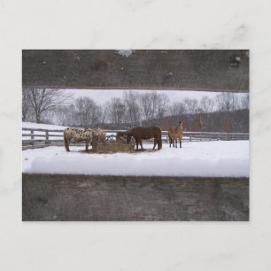 Postal Comida de invierno Postcard