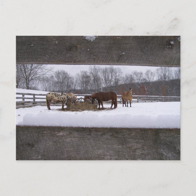 Postal Comida de invierno Postcard (Anverso)