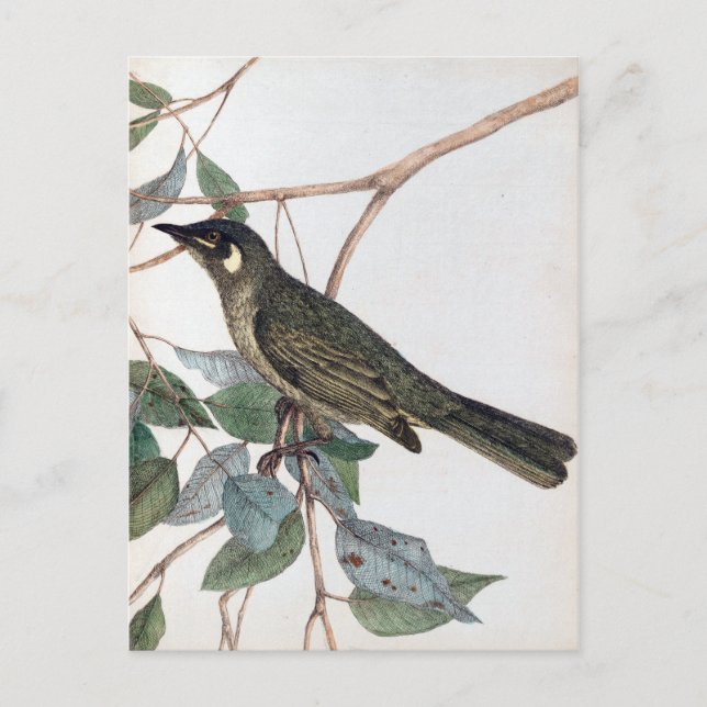 Postal Comida de miel de abeja amarilla de John Lewin (Anverso)
