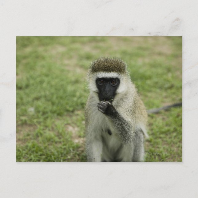 Postal Comida de monos con vervet, África (Anverso)
