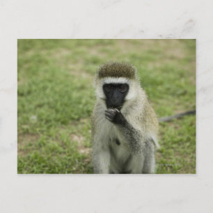 Postal Comida de monos con vervet, África