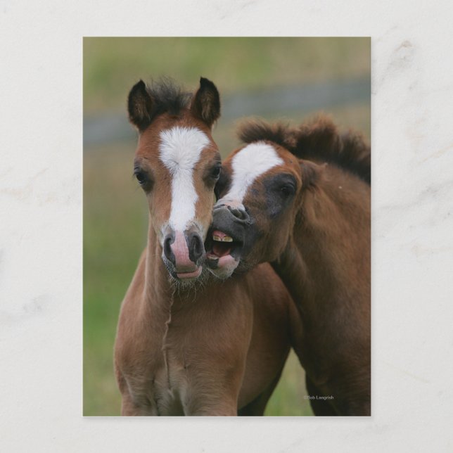 Postal Comidas jugando (Anverso)