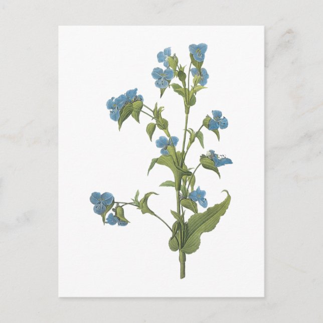 Postal commelina (tuberosa de Commelina) por Redouté (Anverso)