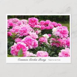 Postal Common Garden Peony