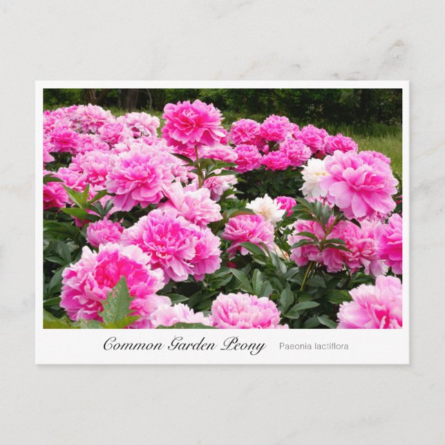 Postal Common Garden Peony (Anverso)