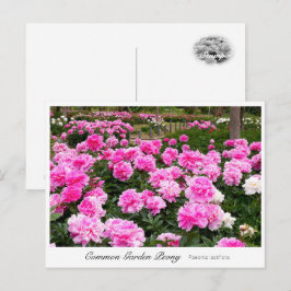 Postal Common Garden Peony