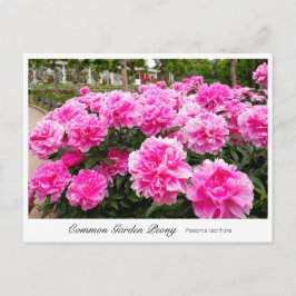 Postal Common Garden Peony
