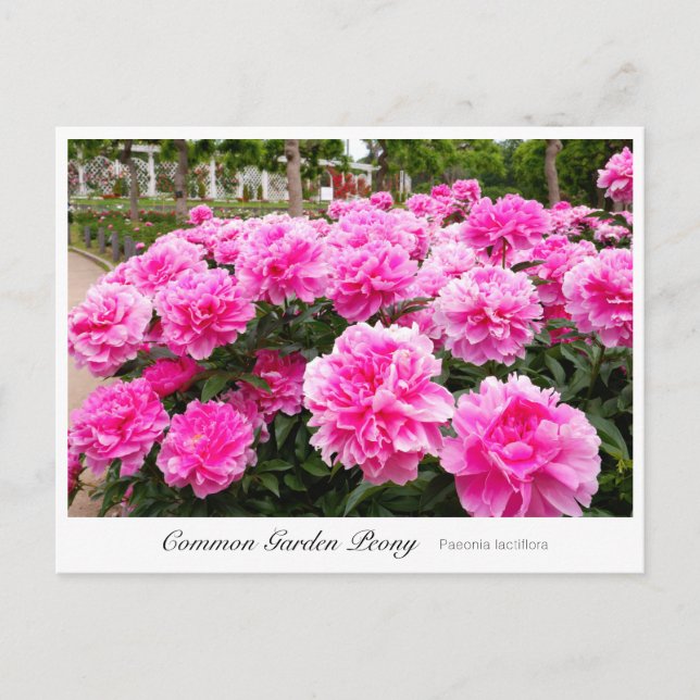 Postal Common Garden Peony (Anverso)
