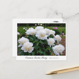 Postal Common Garden Peony