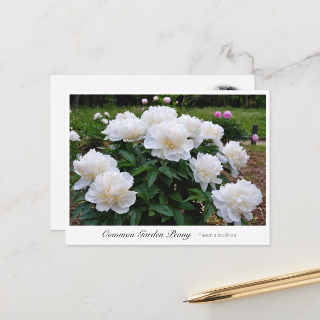 Postal Common Garden Peony (Anverso/Reverso In Situ)