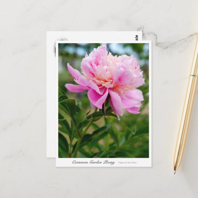 Postal Common Garden Peony (Anverso/Reverso In Situ)