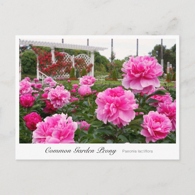 Postal Common Garden Peony (Anverso)