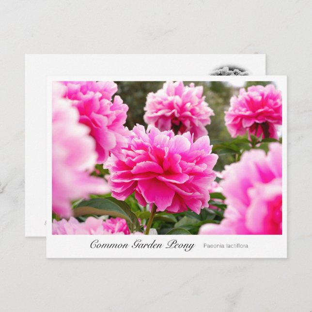 Postal Common Garden Peony (Anverso / Reverso)