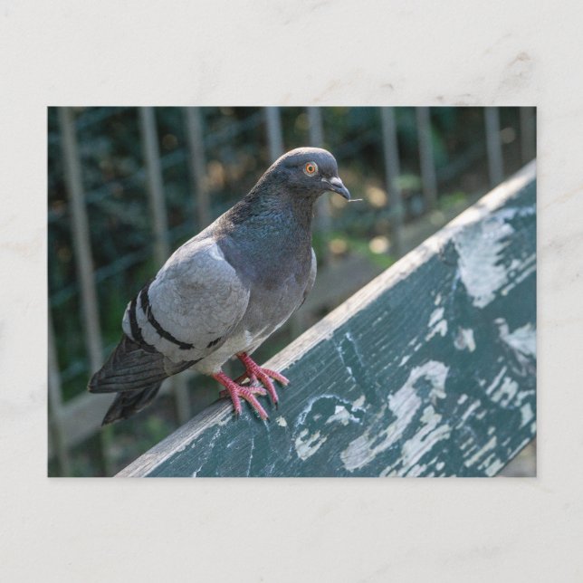 Postal Common Pigeon Perched on a Wooden Bench in the Par (Anverso)