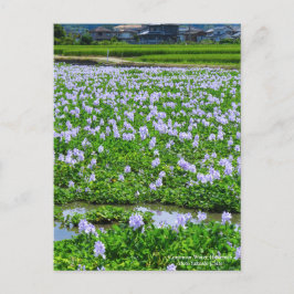Postal Common Water Hyacinth：Postcard
