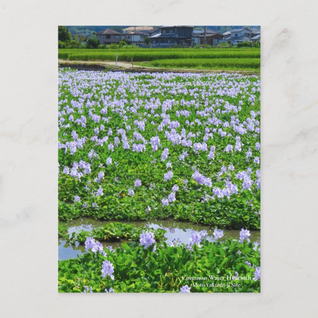 Postal Common Water Hyacinth：Postcard (Anverso)
