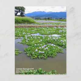 Postal Common Water Hyacinth：Postcard