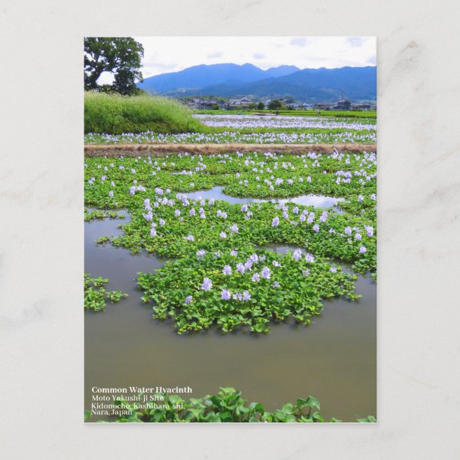 Postal Common Water Hyacinth：Postcard (Anverso)
