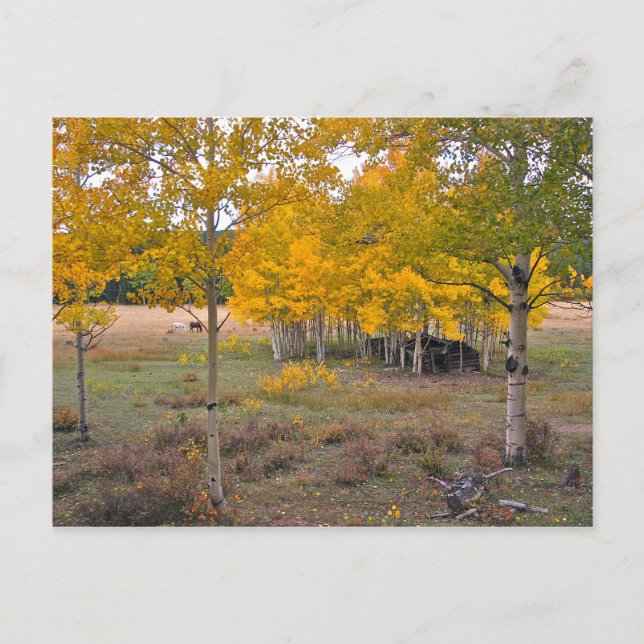 Postal Como Creek, Colorado (Anverso)