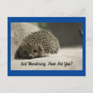 Postal Cómo Está La Postcard De Hedgehog
