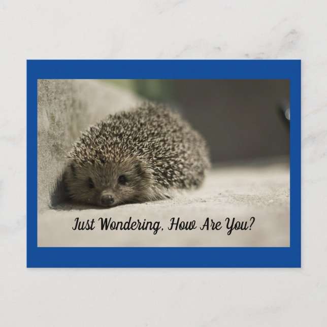 Postal Cómo Está La Postcard De Hedgehog (Anverso)