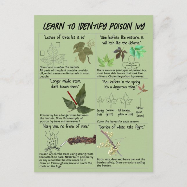 Postal Cómo identificar plantas de marfil venenosas - Sen (Anverso)