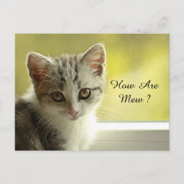 Postal ¿Cómo Se Encuentran Mew Kitten?