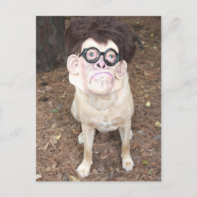 Postal ¿Cómo te gusta mi disfraz? (Anverso)