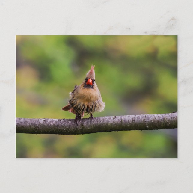 Postal ¿Cómo te va el día? (Anverso)