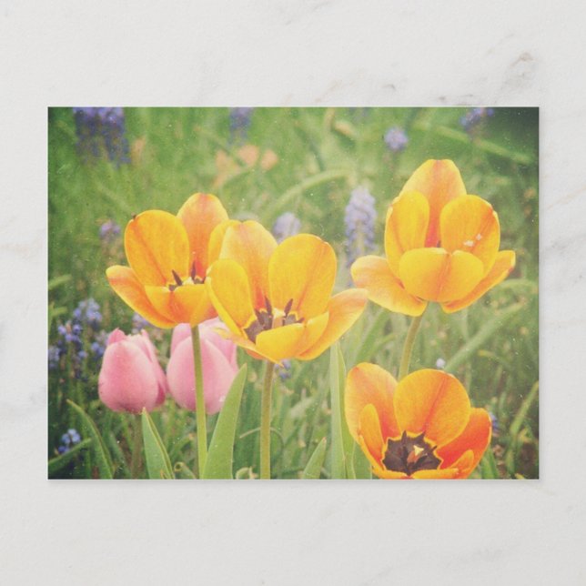 Postal Como una bella pintura de la vida (Anverso)