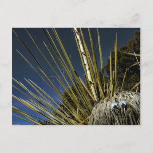 Postal compañero de cactus #1