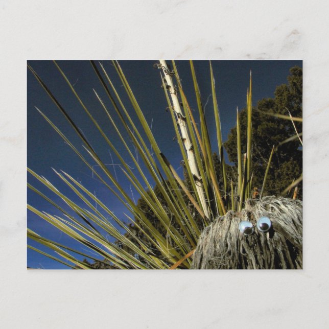 Postal compañero de cactus #1 (Anverso)