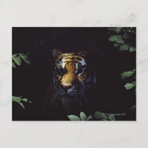 Postal Compañeros del Tigre Siberiano (Panthera Tigris Al