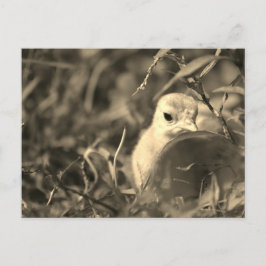 Postal Compartir en - Postcard