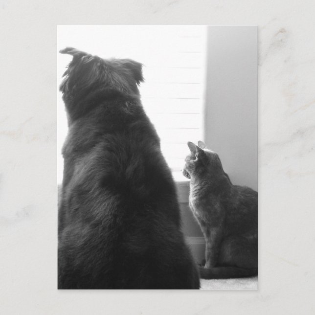 Postal Compartir un momento tranquilo (Anverso)