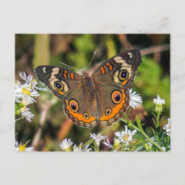 Postal común de la mariposa del castaño de Indias