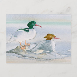 Postal común del Merganser Goosander Bird Ducard